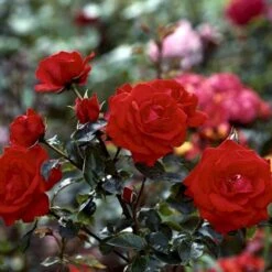 'Brillant'® Rosa X 'Brillant'® (Slyngrose) A-Kvalitet,- Barrods Roser Min. 3 Grene -Sirius Butik p403 52318 rosa x brillant slyngrose 69c4