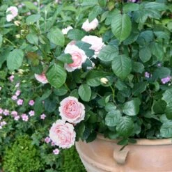 'Clair™ Renaissance'® Rosa X 'Clair™ Renaissance'® (Renaissancerose) A-Kvalitet,- Barrods Roser Min. 3 Grene -Sirius Butik p404 52130 rosa x clair renaissance renaissancerose 169e
