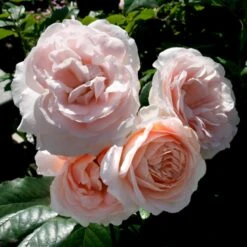 'Clair™ Renaissance'® Rosa X 'Clair™ Renaissance'® (Renaissancerose) A-Kvalitet,- Barrods Roser Min. 3 Grene -Sirius Butik p404 52132 rosa x clair renaissance renaissancerose fd57