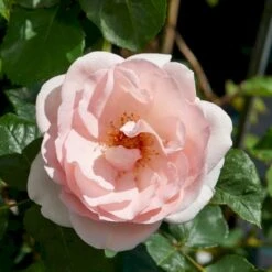 'Clair™ Renaissance'® Rosa X 'Clair™ Renaissance'® (Renaissancerose) A-Kvalitet,- Barrods Roser Min. 3 Grene -Sirius Butik p404 52133 rosa x clair renaissance renaissancerose 2bae