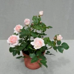 'Clair™ Renaissance'® Rosa X 'Clair™ Renaissance'® (Renaissancerose) A-Kvalitet,- Barrods Roser Min. 3 Grene -Sirius Butik p404 52134 rosa x clair renaissance renaissancerose 5ef7