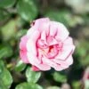 'Étude' Rosa X 'Étude' (Buskrose) A-Kvalitet,- Barrods Roser Min. 3 Grene