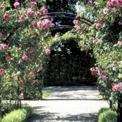 'Étude' Rosa X 'Étude' (Buskrose) A-Kvalitet,- Barrods Roser Min. 3 Grene -Sirius Butik p407 52367 rosa x etude buskrose deef