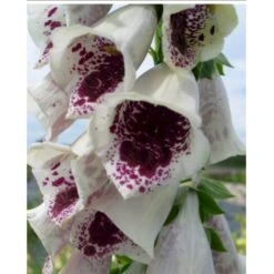 Fingerbøl 'Pam's Choice' Digitalis Purpurea 'pam'S Choice' 1 Liter Potte