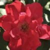 Rynket Rose 'Hansaland'® Rosa Rugosa 'Hansaland'® A-Kvalitet,- Barrods Roser Min. 3 Grene
