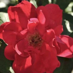 Rynket Rose 'Hansaland'® Rosa Rugosa 'Hansaland'® A-Kvalitet,- Barrods Roser Min. 3 Grene