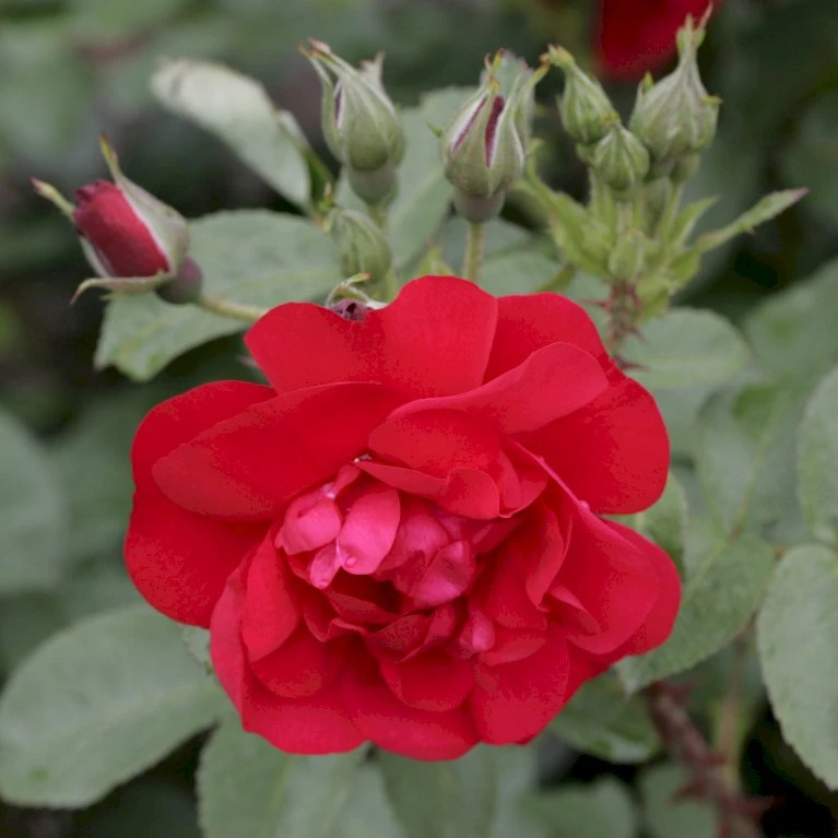 Rynket Rose 'Hansaland'® Rosa Rugosa 'Hansaland'® A-Kvalitet,- Barrods Roser Min. 3 Grene 5 Rynket Rose 'Hansaland'® Rosa Rugosa 'Hansaland'® A-Kvalitet,- Barrods Roser Min. 3 Grene - Billede 5