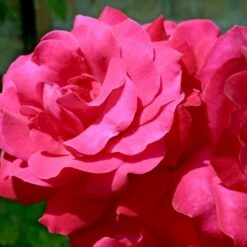 'Heidelberg'® Rosa Kordesii 'Heidelberg'® (Slyngrose) A-Kvalitet,- Barrods Roser Min. 3 Grene -Sirius Butik p412 52425 rosa kordesii heidelberg slyngrose 0656
