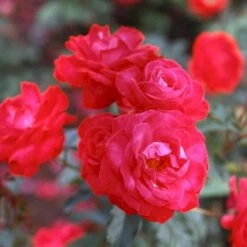 'Heidelberg'® Rosa Kordesii 'Heidelberg'® (Slyngrose) A-Kvalitet,- Barrods Roser Min. 3 Grene -Sirius Butik p412 53579 rosa kordesii heidelberg slyngrose 0cfc