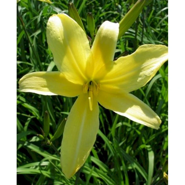 Daglilje 'Vespers' Hemerocallis 'Vespers' 1 Liter Potte 1 Daglilje 'Vespers' Hemerocallis 'Vespers' 1 Liter Potte