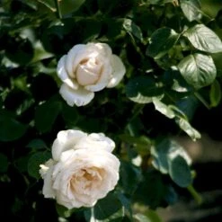 'Helena™ Renaissance'® Rosa X 'Helena™ Renaissance'® (Renaissancerose) A-Kvalitet,- Barrods Roser Min. 3 Grene -Sirius Butik p413 52141 rosa x helena renaissance renaissancerose 0779