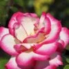 'Händel' Rosa X 'Händel' (Slyngrose) A-Kvalitet,- Barrods Roser Min. 3 Grene
