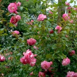 'Händel' Rosa X 'Händel' (Slyngrose) A-Kvalitet,- Barrods Roser Min. 3 Grene 7 'Händel' Rosa X 'Händel' (Slyngrose) A-Kvalitet,- Barrods Roser Min. 3 Grene -Sirius Butik p414 52432 rosa x haendel slyngrose 078c