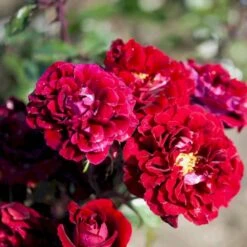 'Isabel™ Renaissance'® Rosa X 'Isabel™ Renaissance'® (Renaissancerose) A-Kvalitet,- Barrods Roser Min. 3 Grene