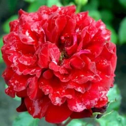 'Isabel™ Renaissance'® Rosa X 'Isabel™ Renaissance'® (Renaissancerose) A-Kvalitet,- Barrods Roser Min. 3 Grene -Sirius Butik p415 52144 rosa x isabel renaissance renaissancerose 05d1