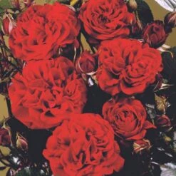 'Isabel™ Renaissance'® Rosa X 'Isabel™ Renaissance'® (Renaissancerose) A-Kvalitet,- Barrods Roser Min. 3 Grene -Sirius Butik p415 52146 rosa x isabel renaissance renaissancerose 8364