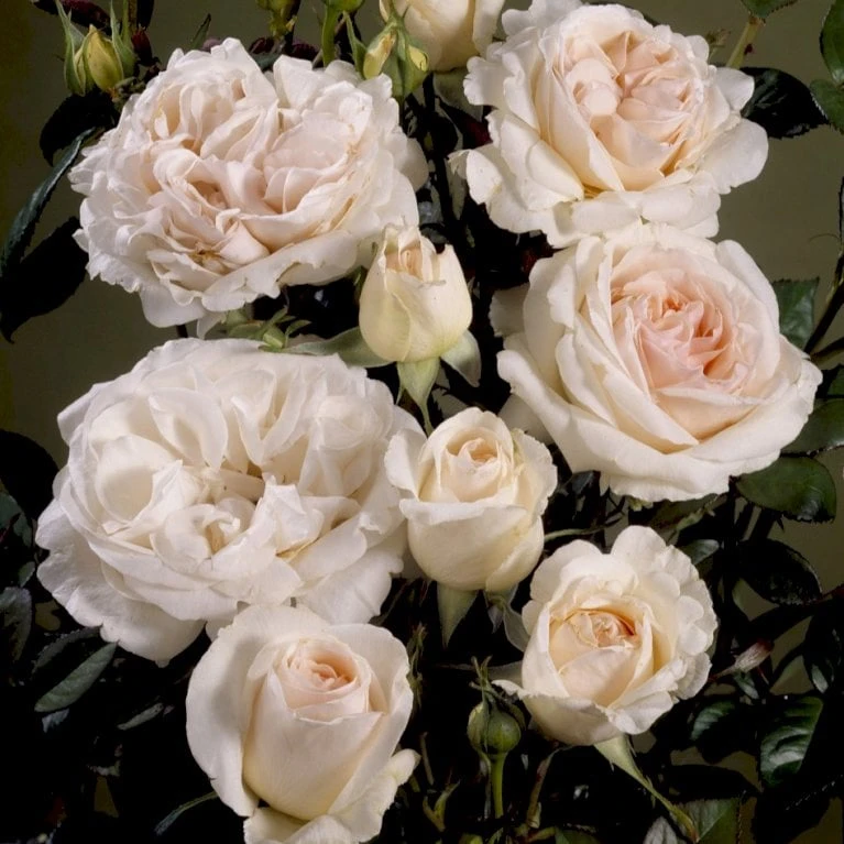 'Julia™ Renaissance'® Rosa X 'Julia™ Renaissance'® (Renaissancerose) A-Kvalitet,- Barrods Roser Min. 3 Grene 3 'Julia™ Renaissance'® Rosa X 'Julia™ Renaissance'® (Renaissancerose) A-Kvalitet,- Barrods Roser Min. 3 Grene - Billede 3