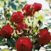 'Lichterloh'® Rosa X 'Lichterloh'® (Buketrose) A-Kvalitet,- Barrods Roser Min. 3 Grene