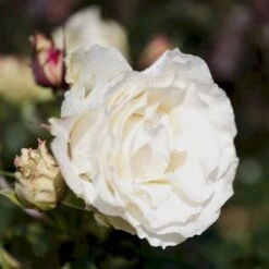 'Lina™ Renaissance'® Rosa X 'Lina™ Renaissance'® (Renaissancerose) A-Kvalitet,- Barrods Roser Min. 3 Grene