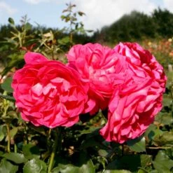 'Maria™ Renaissance'® Rosa X 'Maria™ Renaissance'® (Renaissancerose) A-Kvalitet,- Barrods Roser Min. 3 Grene