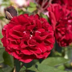 'Nadia™ Renaissance'® Rosa X 'Nadia™ Renaissance'® A-Kvalitet,- Barrods Roser Min. 3 Grene -Sirius Butik p423 52174 rosa x nadia renaissance 1622