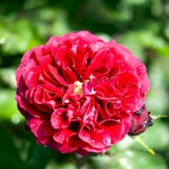 'Nadia™ Renaissance'® Rosa X 'Nadia™ Renaissance'® A-Kvalitet,- Barrods Roser Min. 3 Grene -Sirius Butik p423 52175 rosa x nadia renaissance ab7a