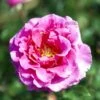 'Prinsesse Alexandra'™ Rosa X 'Prinsesse Alexandra'™ (Renaissancerose) A-Kvalitet,- Barrods Roser Min. 3 Grene