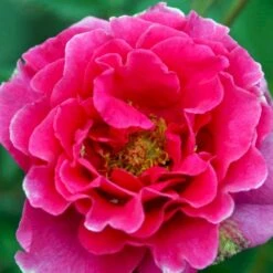 'Prinsesse Alexandra'™ Rosa X 'Prinsesse Alexandra'™ (Renaissancerose) A-Kvalitet,- Barrods Roser Min. 3 Grene -Sirius Butik p428 52206 rosa x prinsesse alexandra renaissancerose 9f4c