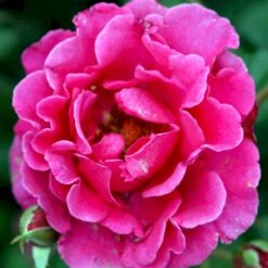 'Prinsesse Alexandra'™ Rosa X 'Prinsesse Alexandra'™ (Renaissancerose) A-Kvalitet,- Barrods Roser Min. 3 Grene -Sirius Butik p428 52207 rosa x prinsesse alexandra renaissancerose 1bc7
