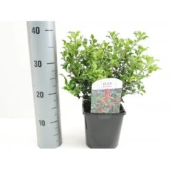 Almindelig Kristtorn 'Alaska' Ilex Aquifolium 'Alaska' Potte 2,0 Liter,- 25-30 Cm.