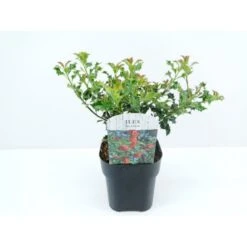 Almindelig Kristtorn 'Alaska' Ilex Aquifolium 'Alaska' Potte 2,0 Liter,- 25-30 Cm. -Sirius Butik p4291 33927 ilex aquifolium alaska eeaa