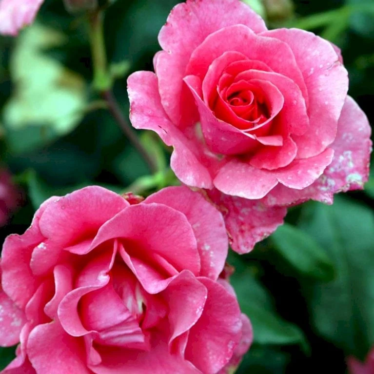 'Romanze'® Rosa X 'Romanze'® (Buketrose) A-Kvalitet,- Barrods Roser Min. 3 Grene 1 'Romanze'® Rosa X 'Romanze'® (Buketrose) A-Kvalitet,- Barrods Roser Min. 3 Grene
