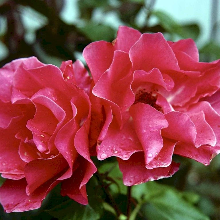 'Romanze'® Rosa X 'Romanze'® (Buketrose) A-Kvalitet,- Barrods Roser Min. 3 Grene 3 'Romanze'® Rosa X 'Romanze'® (Buketrose) A-Kvalitet,- Barrods Roser Min. 3 Grene - Billede 3