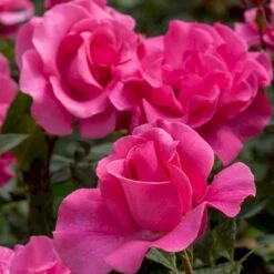 'Romanze'® Rosa X 'Romanze'® (Buketrose) A-Kvalitet,- Barrods Roser Min. 3 Grene 9 'Romanze'® Rosa X 'Romanze'® (Buketrose) A-Kvalitet,- Barrods Roser Min. 3 Grene -Sirius Butik p430 54033 rosa x romanze buketrose fd6d