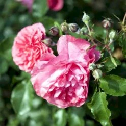 'Rosarium Uetersen'® Rosa X 'Rosarium Uetersen'® (Slyngrose) A-Kvalitet,- Barrods Roser Min. 3 Grene