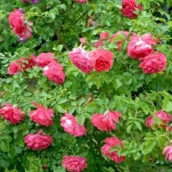 'Rosarium Uetersen'® Rosa X 'Rosarium Uetersen'® (Slyngrose) A-Kvalitet,- Barrods Roser Min. 3 Grene -Sirius Butik p431 52875 rosa x rosarium uetersen slyngrose bf63