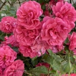 'Rosarium Uetersen'® Rosa X 'Rosarium Uetersen'® (Slyngrose) A-Kvalitet,- Barrods Roser Min. 3 Grene -Sirius Butik p431 53635 rosa x rosarium uetersen slyngrose 18ff
