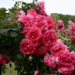 'Rosarium Uetersen'® Rosa X 'Rosarium Uetersen'® (Slyngrose) A-Kvalitet,- Barrods Roser Min. 3 Grene -Sirius Butik p431 53636 rosa x rosarium uetersen slyngrose 249b