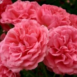 'Rosarium Uetersen'® Rosa X 'Rosarium Uetersen'® (Slyngrose) A-Kvalitet,- Barrods Roser Min. 3 Grene -Sirius Butik p431 53637 rosa x rosarium uetersen slyngrose 962f