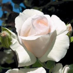 'Schneewalzer'® Rosa X 'Schneewalzer'® (Slyngrose) A-Kvalitet,- Barrods Roser Min. 3 Grene -Sirius Butik p433 54038 rosa x schneewalzer slyngrose 9e7f