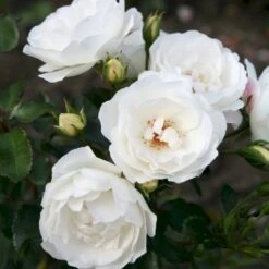 'Weisse Wolke'® Rosa X 'Weisse Wolke'® (Buketrose) A-Kvalitet,- Barrods Roser Min. 3 Grene -Sirius Butik p438 53674 rosa x weisse wolke buketrose 0eab