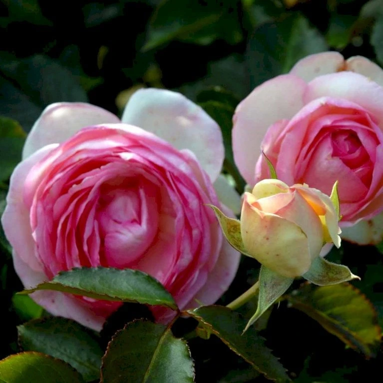 'Willestrup' (syn. 'Eden Rose 88') Rosa X 'Willestrup' (Slyngrose) A-Kvalitet,- Barrods Roser Min. 3 Grene 1 'Willestrup' (syn. 'Eden Rose 88') Rosa X 'Willestrup' (Slyngrose) A-Kvalitet,- Barrods Roser Min. 3 Grene
