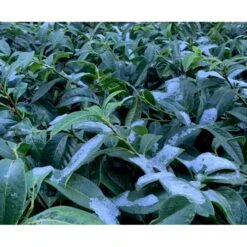 Krybende Kirsebærlaurbær Prunus Laurocerasus 'Mount Vernon' 5 Liter Potte 40-60 Cm