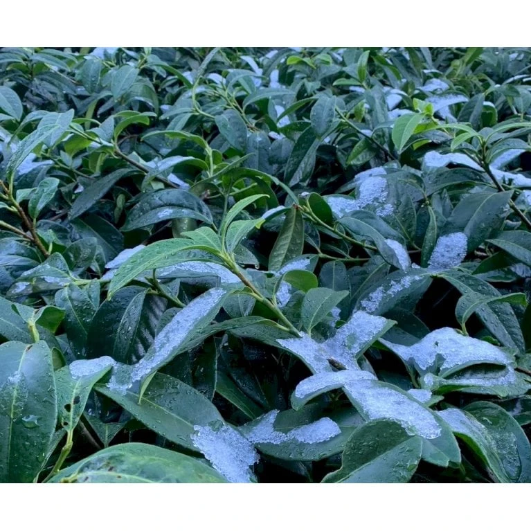 Krybende Kirsebærlaurbær Prunus Laurocerasus 'Mount Vernon' 5 Liter Potte 40-60 Cm 1 Krybende Kirsebærlaurbær Prunus Laurocerasus 'Mount Vernon' 5 Liter Potte 40-60 Cm