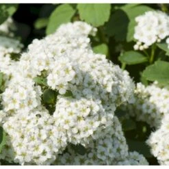Birkebladet Spiræa 'Thor' Spiraea Betulifolia 'Thor' Potte 2,0 Liter,- 25-30 Cm. 8 Birkebladet Spiræa 'Thor' Spiraea Betulifolia 'Thor' Potte 2,0 Liter,- 25-30 Cm. -Sirius Butik p4422 36735 spiraea betulifolia tor ba87