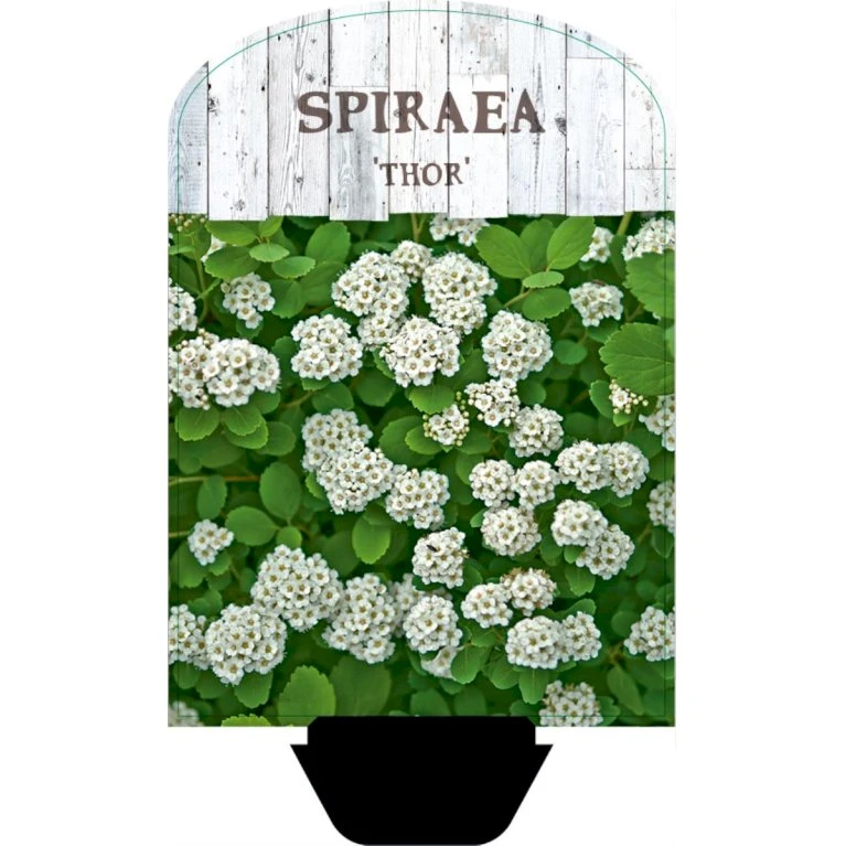 Birkebladet Spiræa 'Thor' Spiraea Betulifolia 'Thor' Potte 2,0 Liter,- 25-30 Cm. 1 Birkebladet Spiræa 'Thor' Spiraea Betulifolia 'Thor' Potte 2,0 Liter,- 25-30 Cm.