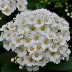 Birkebladet Spiræa 'Thor' Spiraea Betulifolia 'Thor' Potte 2,0 Liter,- 25-30 Cm. 9 Birkebladet Spiræa 'Thor' Spiraea Betulifolia 'Thor' Potte 2,0 Liter,- 25-30 Cm. -Sirius Butik p4422 47510 spiraea betulifolia thor c0be