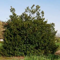 Kristtorn 'Blue Maid' Ilex Meserveae 'Blue Maid' Opstammet 90 Cm. 10 Liter Potte -Sirius Butik p4440 52782 ilex meserveae blue maid c14c