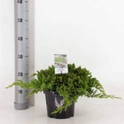 Japansk Enebær 'Nana' Juniperus Procumbens 'Nana' Potte 3,0 Liter,- 25-30 Cm.