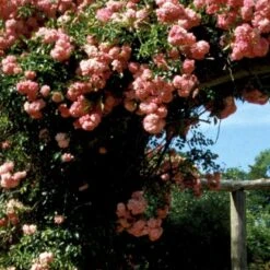 'Dorothy Perkins' Rosa Wichuraiana 'Dorothy Perkins' (Slyngrose) A-Kvalitet,- Barrods Roser Min. 3 Grene